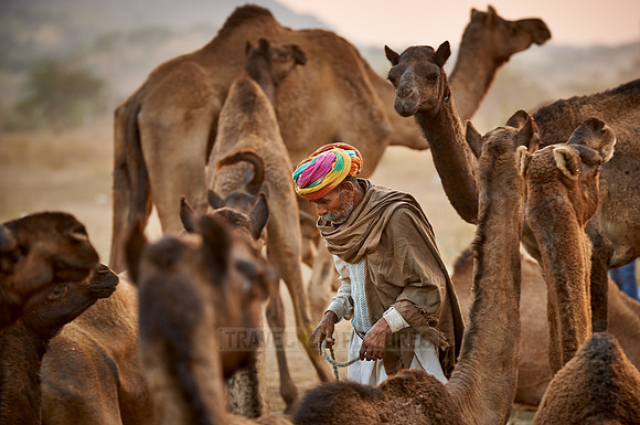 nomadic tribe man with traditional turban in between his camels
