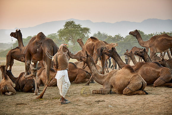 nomadic tribe men with traditional turbans, camel and livestock fair