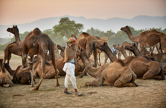 nomadic tribe man with traditional turban in between his camels