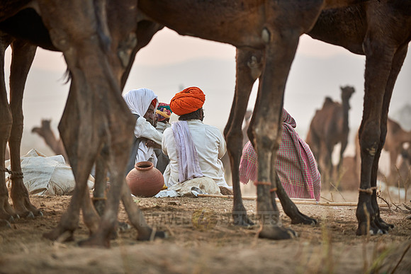 nomadic tribe men with traditional turbans, camel and livestock fair