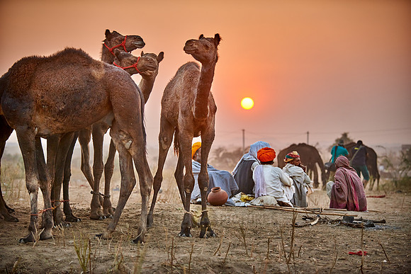 nomadic tribe men with traditional turbans, camel and livestock fair