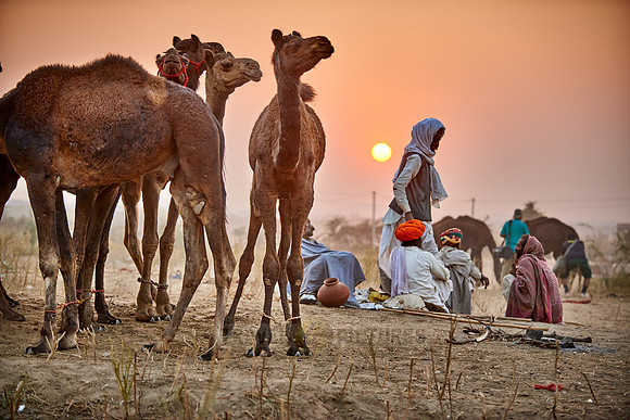 nomadic tribe men with traditional turbans, camel and livestock fair