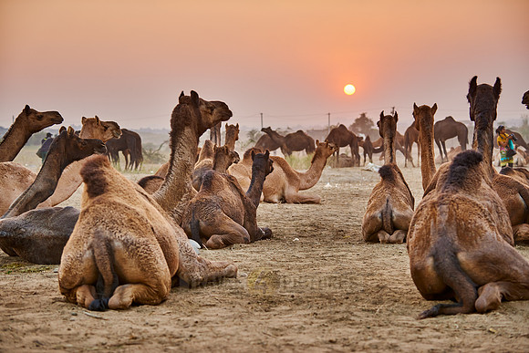 sunset over camel and livestock fair