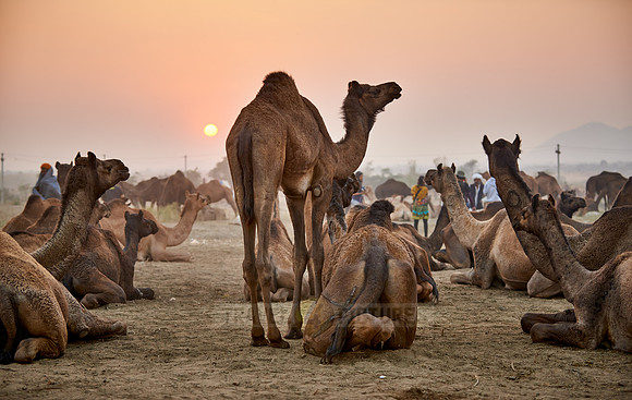 sunset over camel and livestock fair
