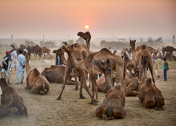 camels on livestock fair Puskar Mela