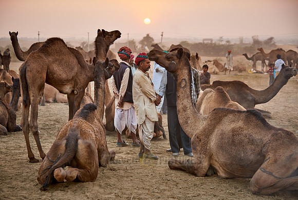 nomadic tribe men with traditional turbans, camel and livestock fair