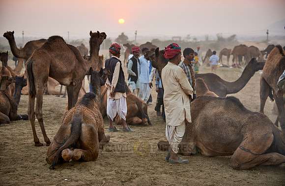 nomadic tribe men with traditional turbans, camel and livestock fair