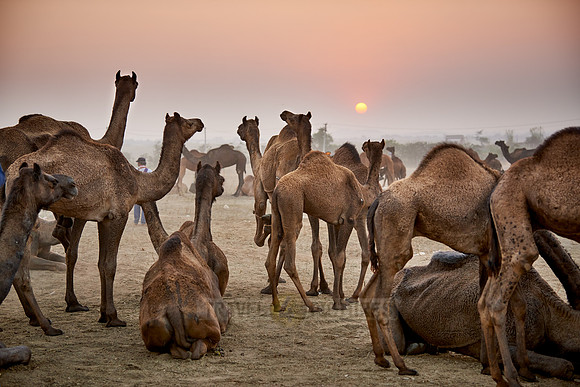 sunset over camel and livestock fair