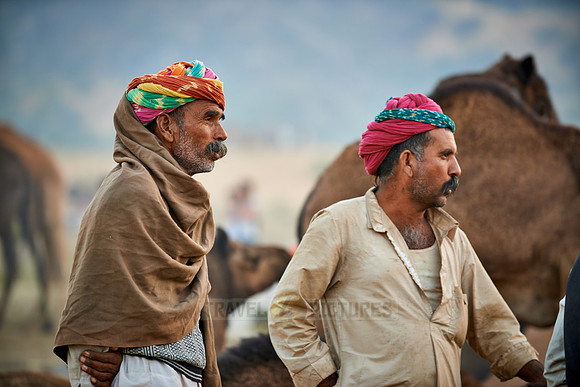 nomadic tribe men with traditional turbans, camel and livestock fair