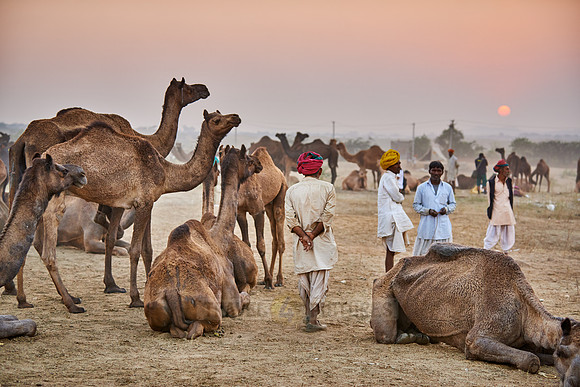 nomadic tribe men with traditional turbans, camel and livestock fair