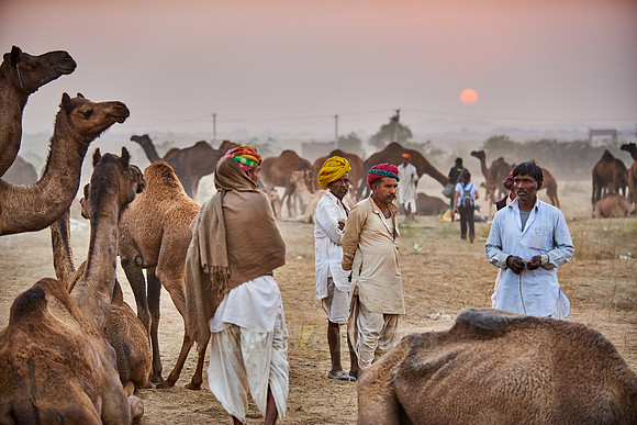 nomadic tribe men with traditional turbans, camel and livestock fair