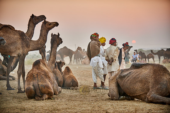 nomadic tribe men with traditional turbans, camel and livestock fair