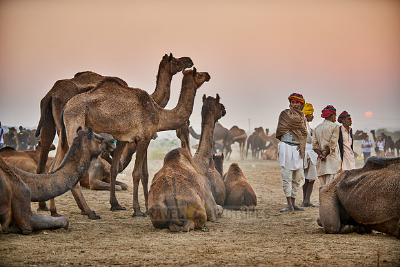 nomadic tribe men with traditional turbans, camel and livestock fair