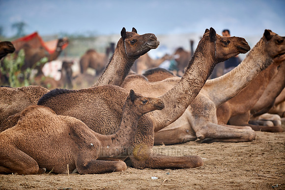 camels on livestock fair Puskar Mela