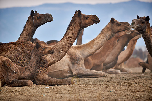 camels on livestock fair Puskar Mela