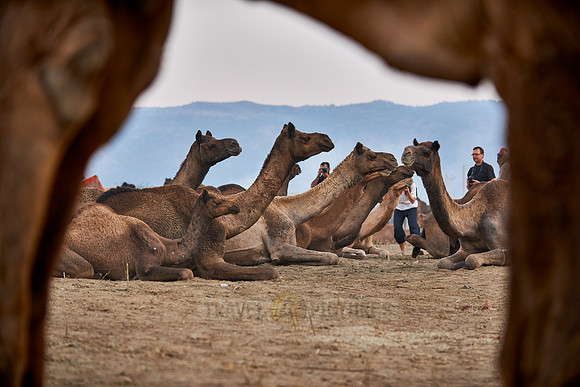 camels on livestock fair Puskar Mela