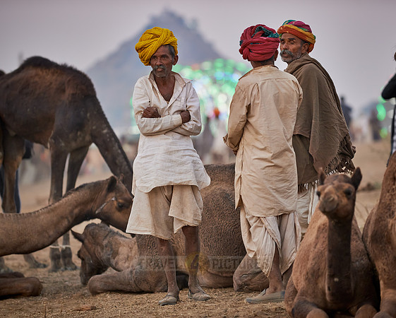 nomadic tribe men with traditional turbans, camel and livestock fair