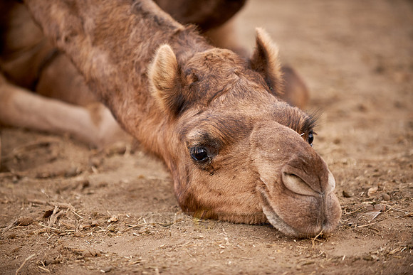 camels on livestock fair Puskar Mela
