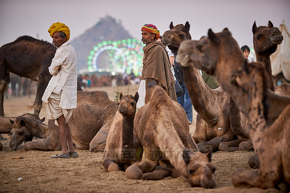 nomadic tribe men with traditional turbans, camel and livestock fair