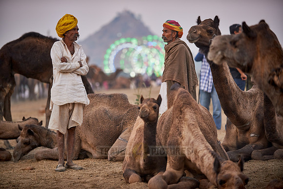 nomadic tribe men with traditional turbans, camel and livestock fair