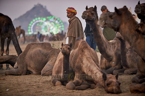 nomadic tribe men with traditional turbans, camel and livestock fair