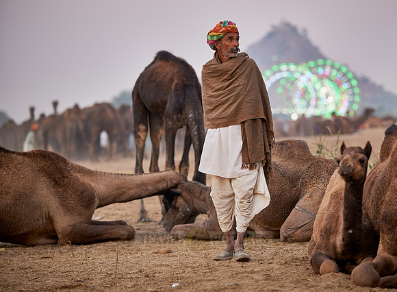 nomadic tribe man with traditional turban in between his camels