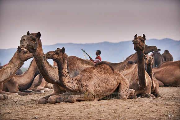 camels on livestock fair Puskar Mela