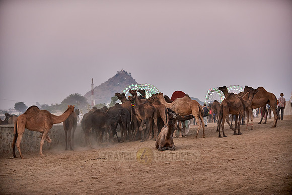 camels on livestock fair Puskar Mela