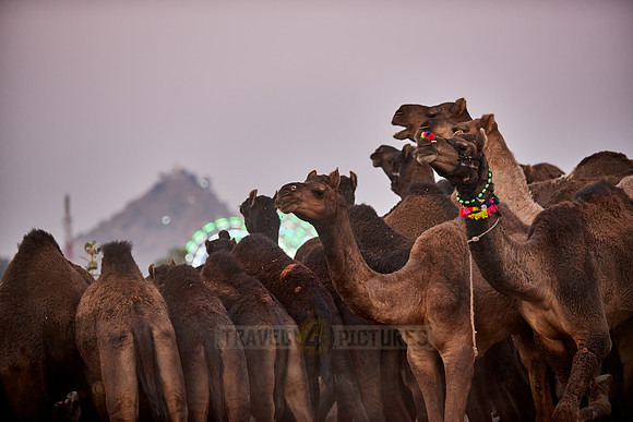 camels in front of the illuminated ferris wheels