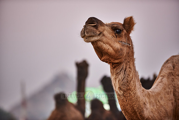 camels in front of the illuminated ferris wheels
