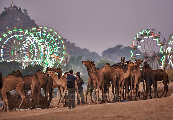 camels in front of the illuminated ferris wheels