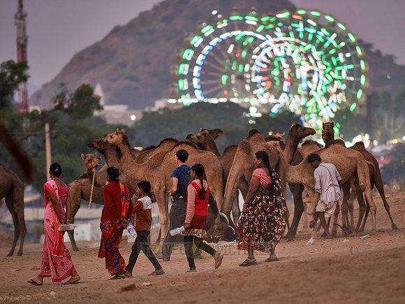 camels in front of the illuminated ferris wheels