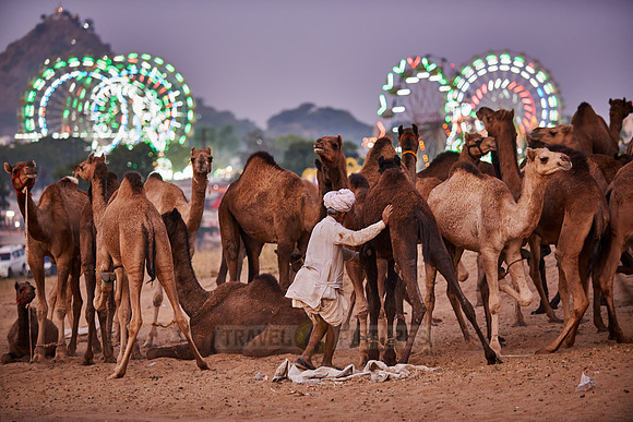 camels in front of the illuminated ferris wheels