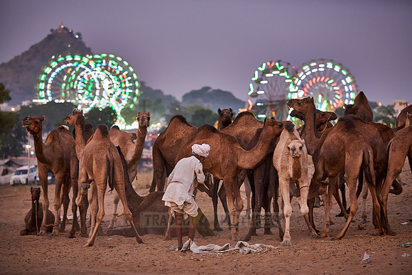 camels in front of the illuminated ferris wheels