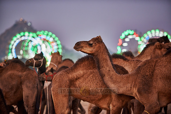 camels in front of the illuminated ferris wheels