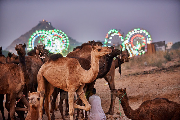 camels in front of the illuminated ferris wheels