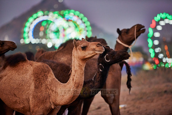 camels in front of the illuminated ferris wheels