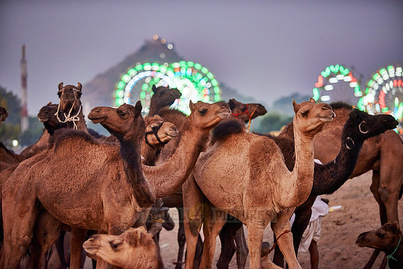 camels in front of the illuminated ferris wheels