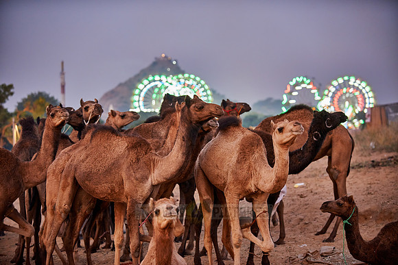 camels in front of the illuminated ferris wheels