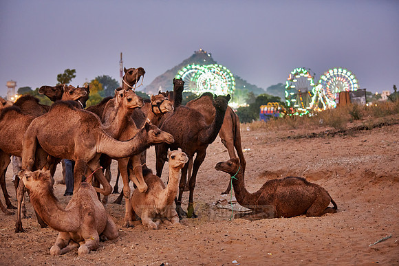 camels in front of the illuminated ferris wheels