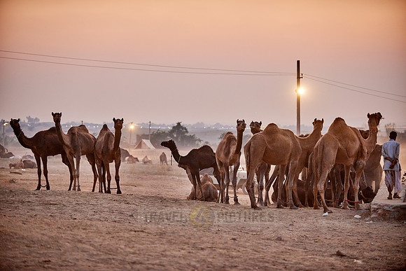 camel and livestock fair dawn