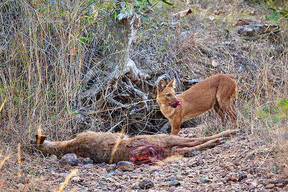 dhole (Cuon alpinus) or indian wild dog on kill