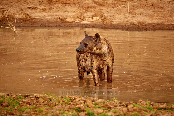 spotted hyena (Crocuta crocuta) taking a bath