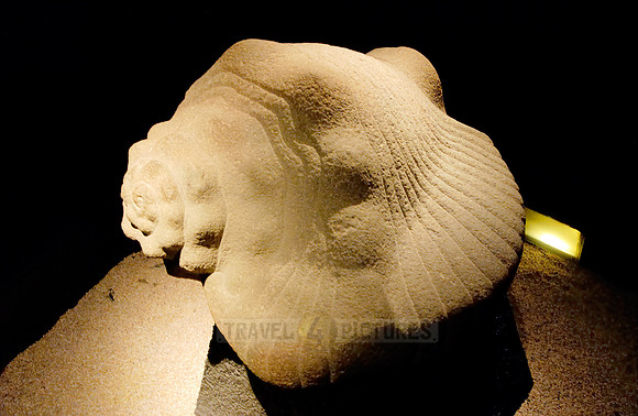 figure of a shell