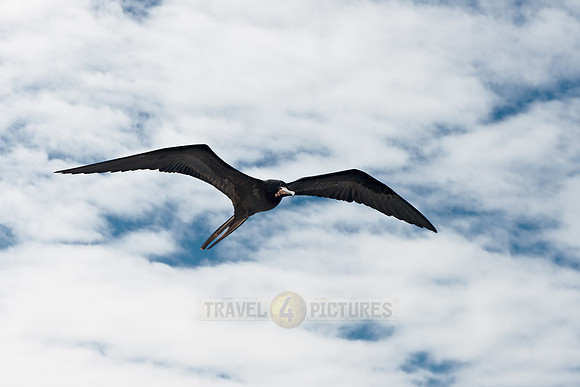 flying Frigatebird