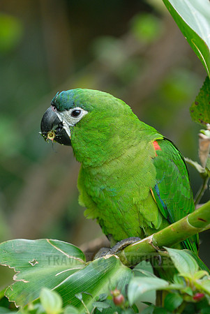Hahn's Macaw, Noble Macaw