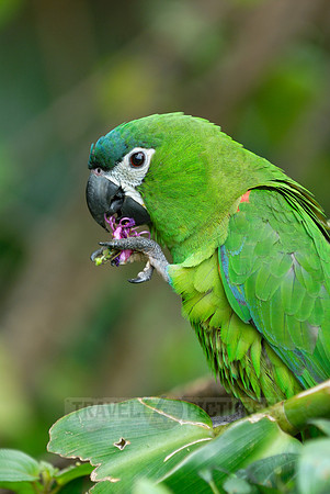 Hahn's Macaw, Noble Macaw