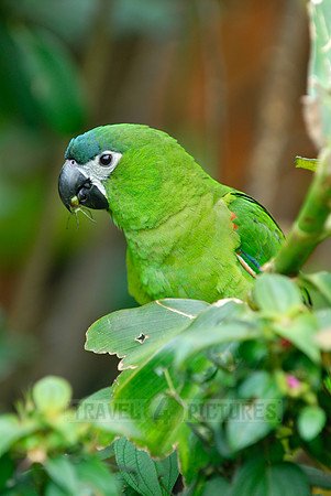 Hahn's Macaw, Noble Macaw