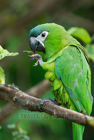 Hahn's Macaw, Noble Macaw