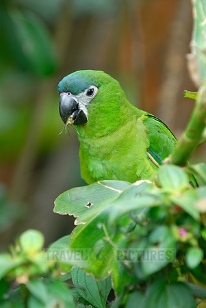 Hahn's Macaw, Noble Macaw